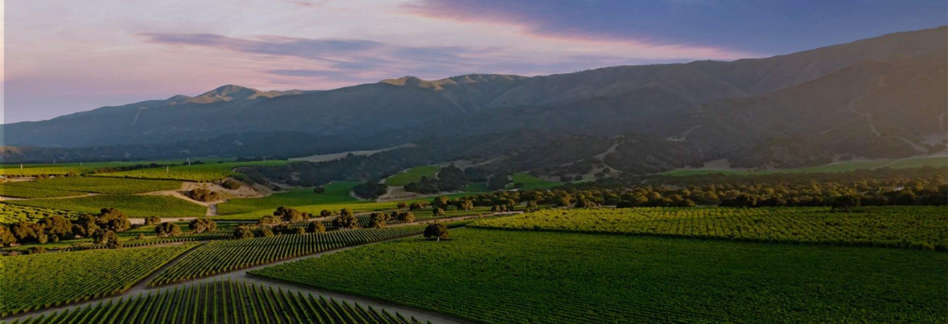 Rombauer Vineyard Background Image